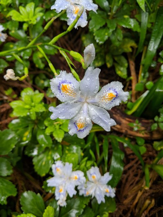 A dew-drenched iris japonica found by the roadside of the Old Tōkaidō Highway. Photo by the author.